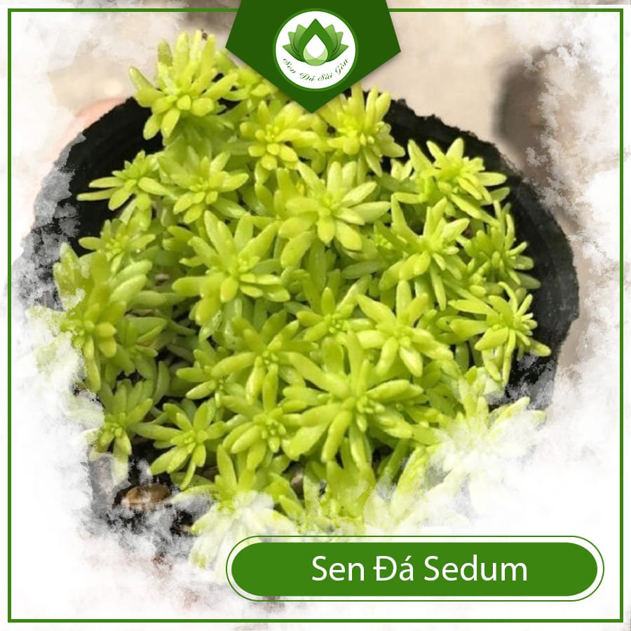 Sen Đá Sedum là gì? Các loại cỏ cảnh thiên hot nhất 2