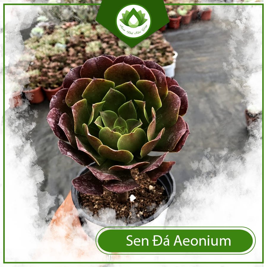 Sen đá Aeonium cổ thụ cây bonsai phong thủy để bàn đẹp