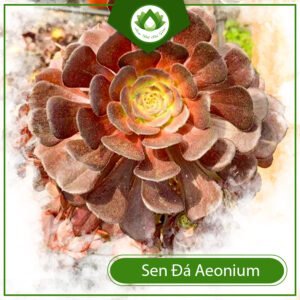 Sen đá Aeonium cổ thụ cây bonsai phong thủy để bàn đẹp 3