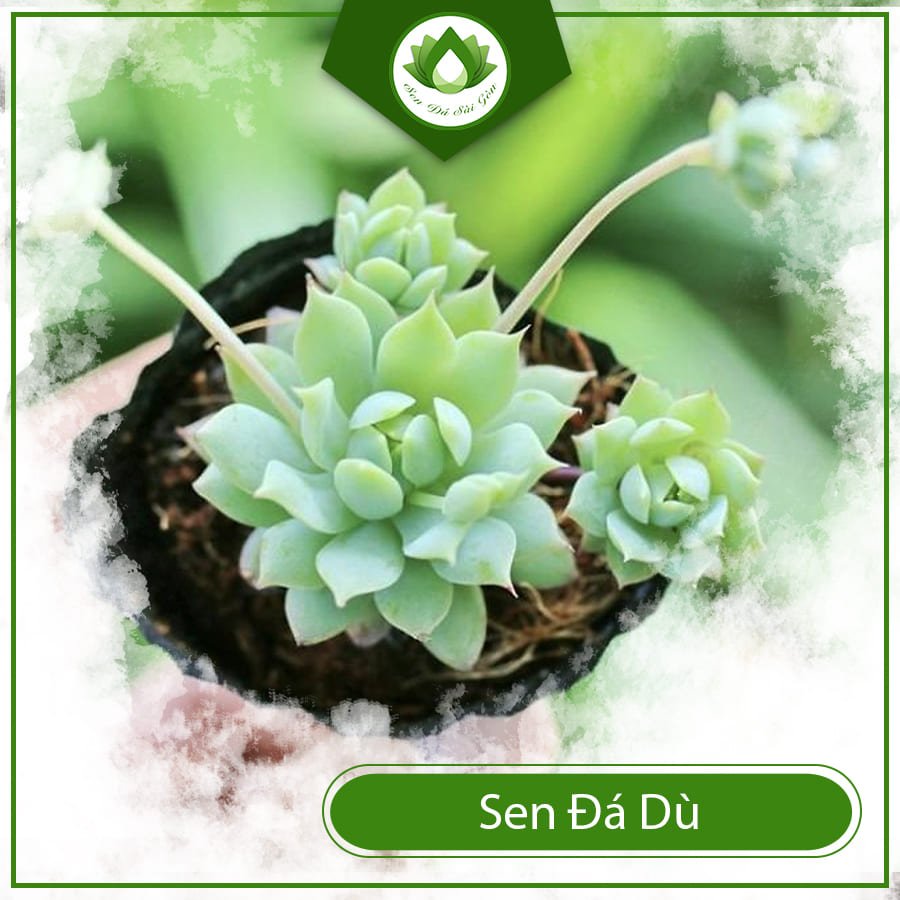 Sen đá dù đẹp làm quà tặng ý nghĩa cho người thân yêu