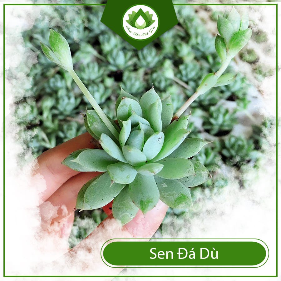 Sen đá dù đẹp làm quà tặng ý nghĩa cho người thân yêu 2
