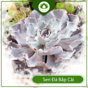 Sen đá bắp cải cây đổi vận sự nghiệp cho dân văn phòng 3