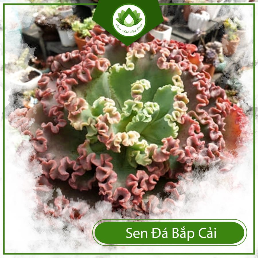 Sen đá bắp cải cây đổi vận sự nghiệp cho dân văn phòng