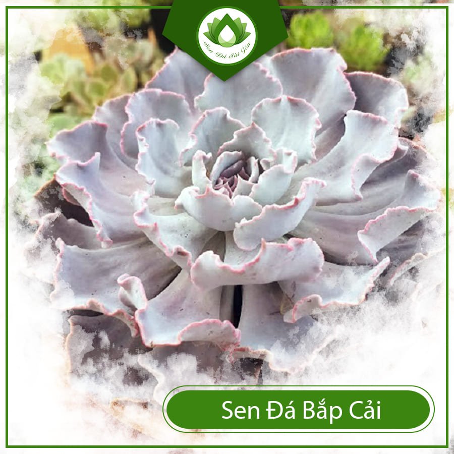 Sen đá bắp cải cây đổi vận sự nghiệp cho dân văn phòng 2