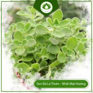 Sen đá lá thơm đuổi muỗi giải pháp xanh cho góc làm việc 3