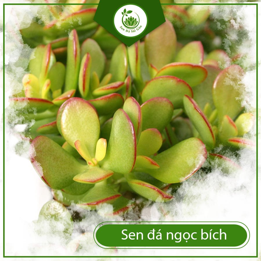 Sen đá ngọc bích món quà tặng phong thủy ý nghĩa nhất 2
