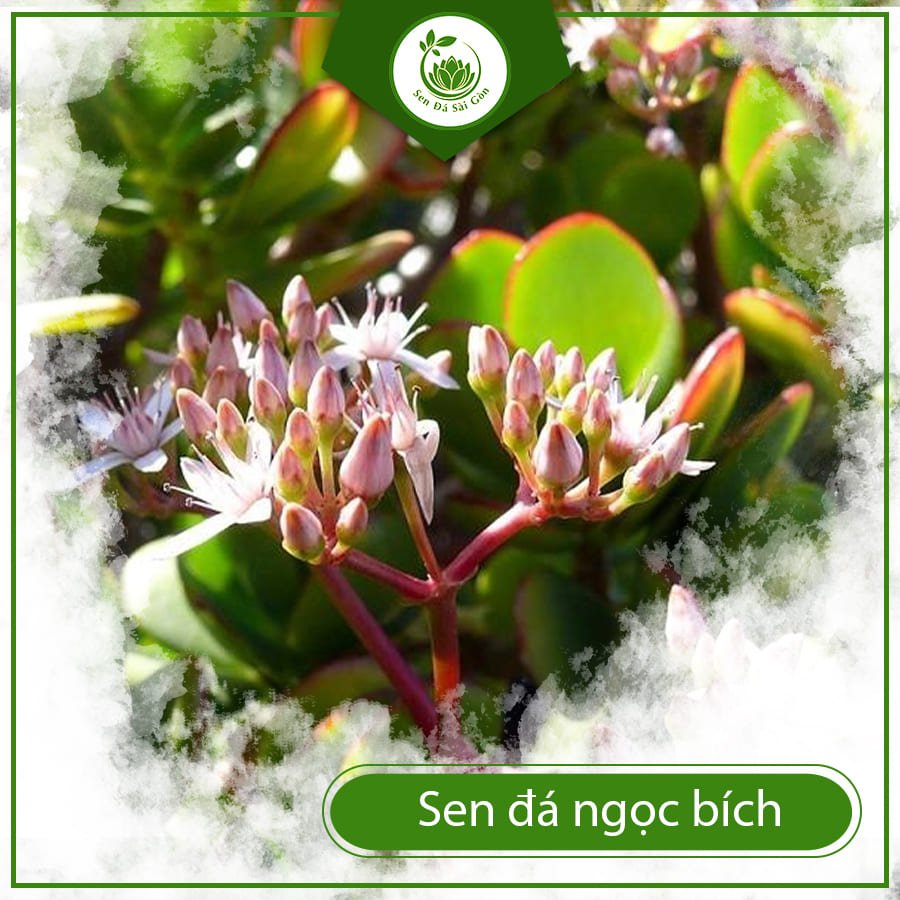 Sen đá ngọc bích món quà tặng phong thủy ý nghĩa nhất 3