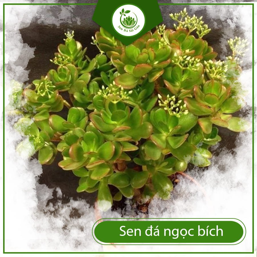 Sen đá ngọc bích món quà tặng phong thủy ý nghĩa nhất