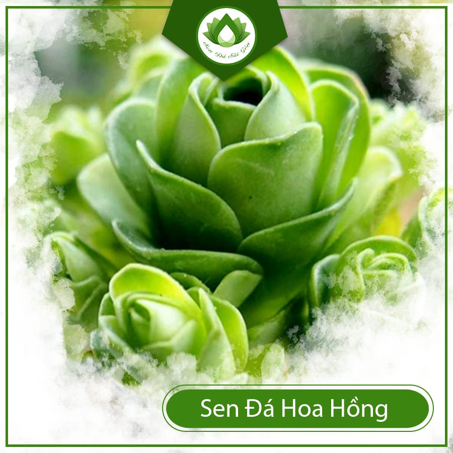 Sen đá hoa hồng nữ hoàng kiêu sa của giới mọng nước 2