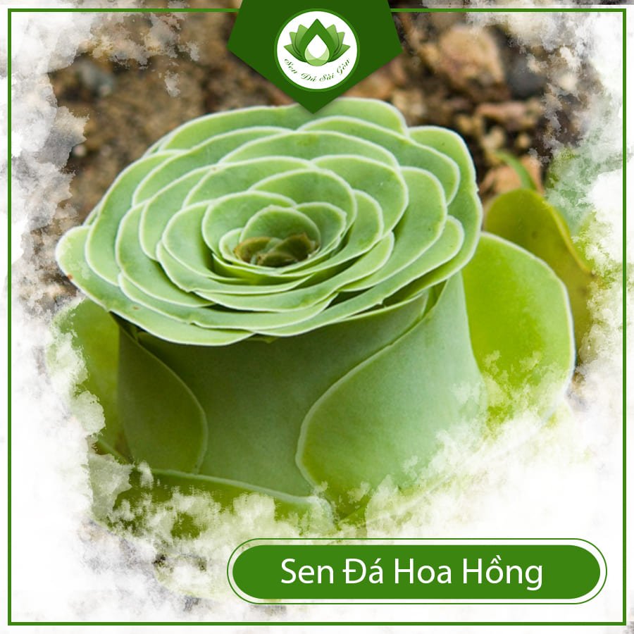 Sen đá hoa hồng nữ hoàng kiêu sa của giới mọng nước