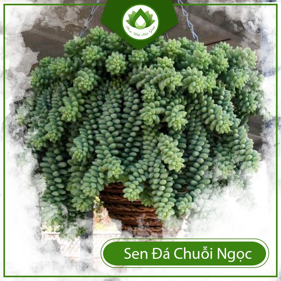 Sen đá chuỗi ngọc đứng để bàn làm việc hợp phong thủy 2