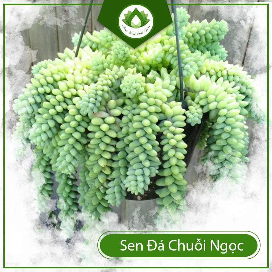 Sen đá chuỗi ngọc đứng để bàn làm việc hợp phong thủy