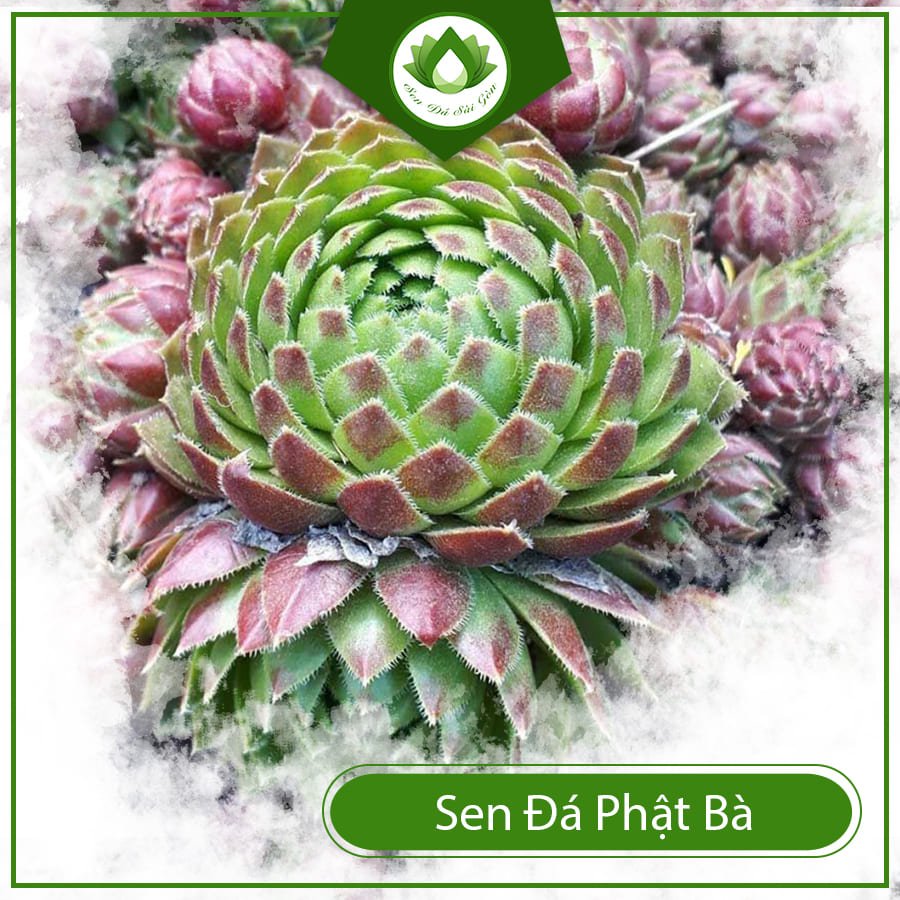 Sen Đá Phật Bà Để Bàn Mang Lại May Mắn Và Tài Lộc 2