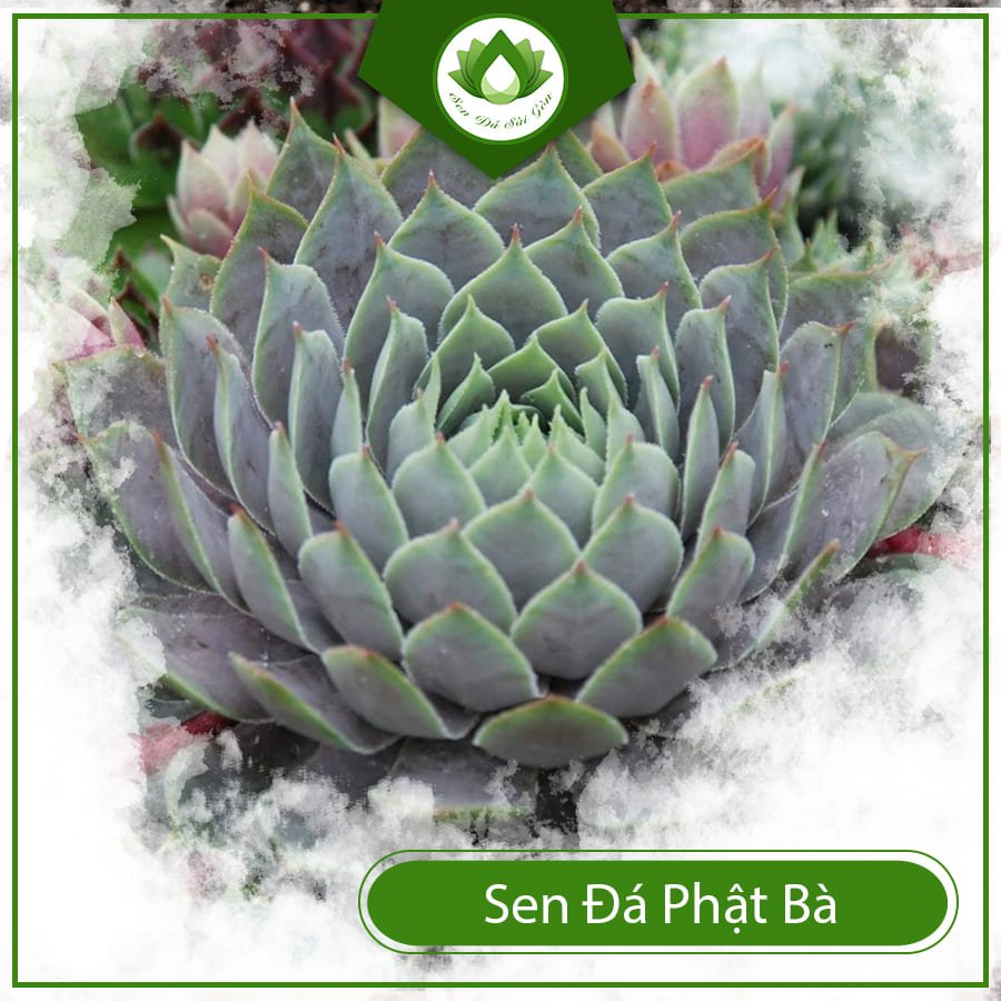 Sen Đá Phật Bà Để Bàn Mang Lại May Mắn Và Tài Lộc