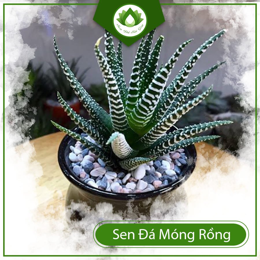 Sen đá móng rồng cây hộ mệnh trừ tà hanh thông sự nghiệp 2