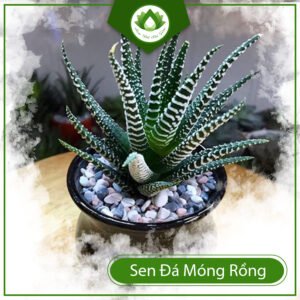 Sen đá móng rồng cây hộ mệnh trừ tà hanh thông sự nghiệp 3