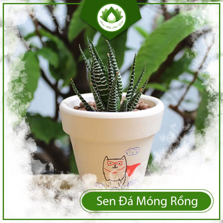 Sen đá móng rồng cây hộ mệnh trừ tà hanh thông sự nghiệp