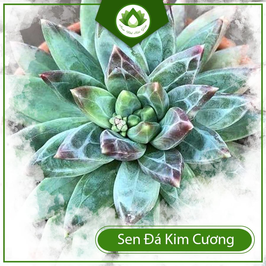 Sen Đá Kim Cương cây phong thủy hộ mệnh tăng vượng khí 2