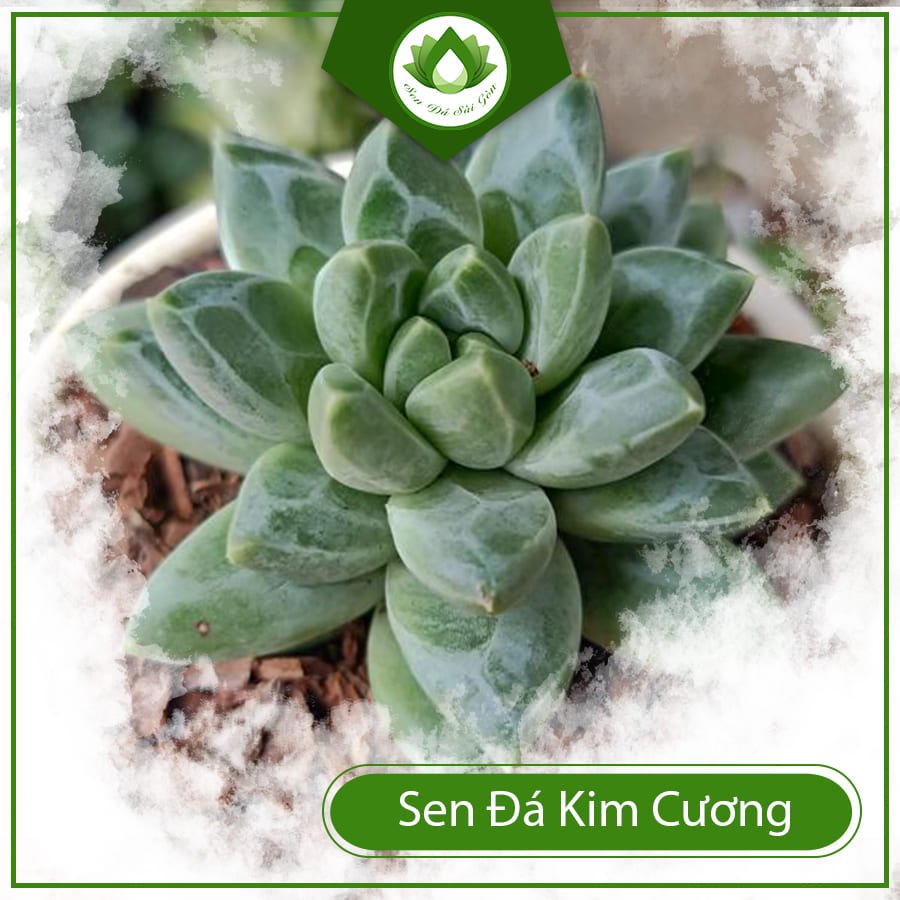 Sen Đá Kim Cương cây phong thủy hộ mệnh tăng vượng khí