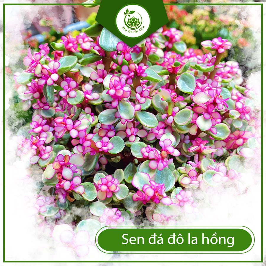 Sen đá đô la hồng để bàn cây phong thủy chiêu tài lộc