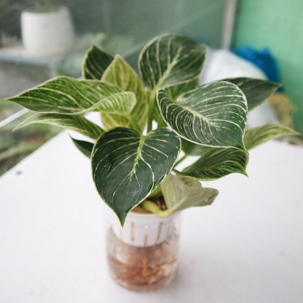 Cây Đế Vương Kim Cương Thủy Sinh 2