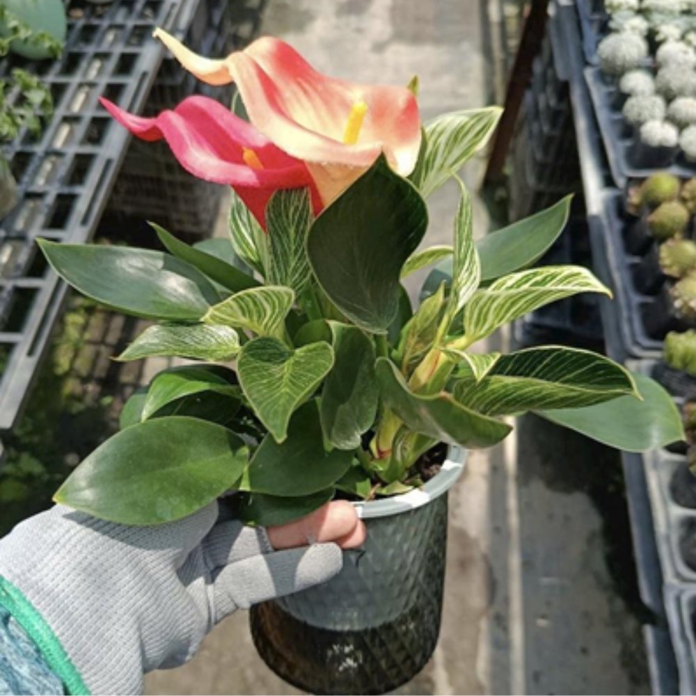 Cây Đế Vương Kim Cương Thủy Sinh