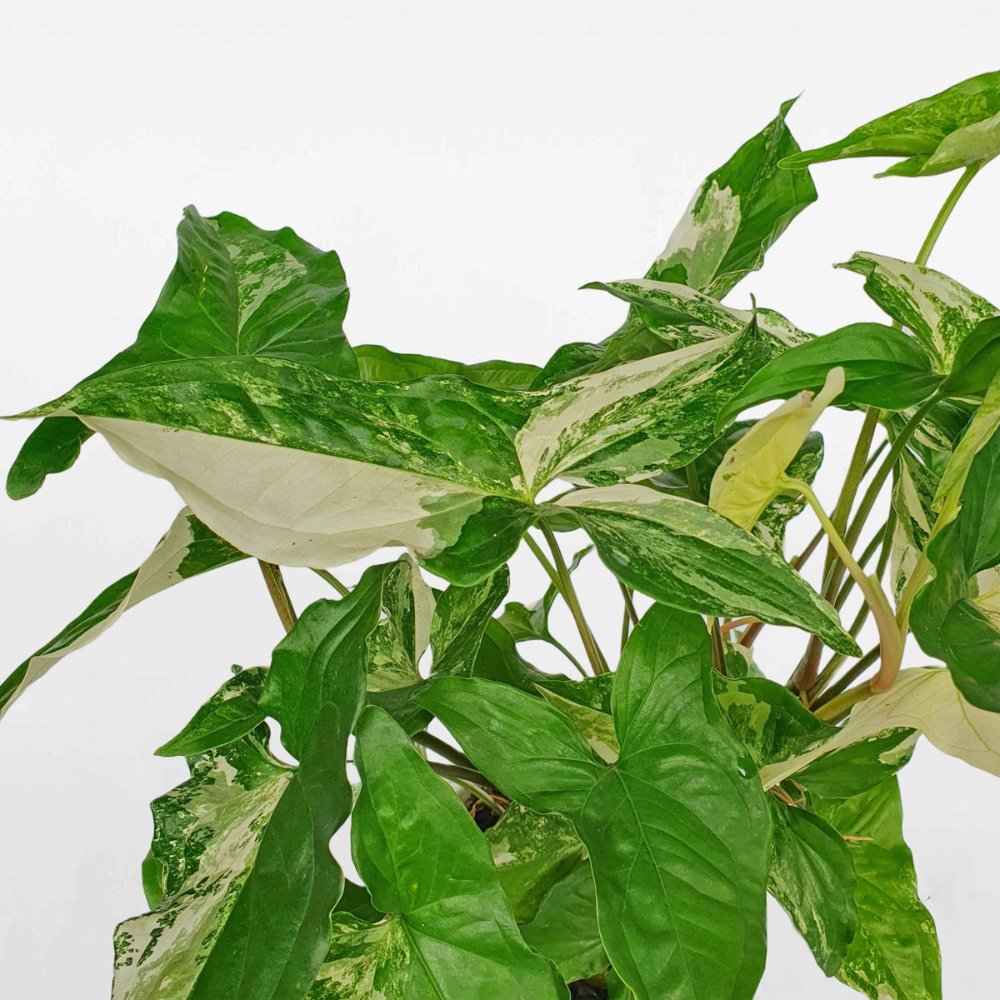 Cây Tróc Bạc Var 3