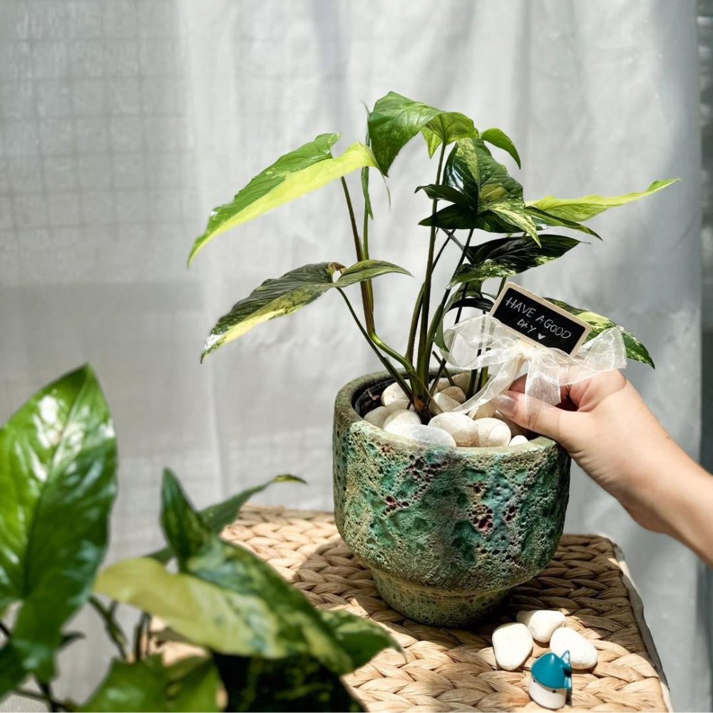 Cây Tróc Bạc Var