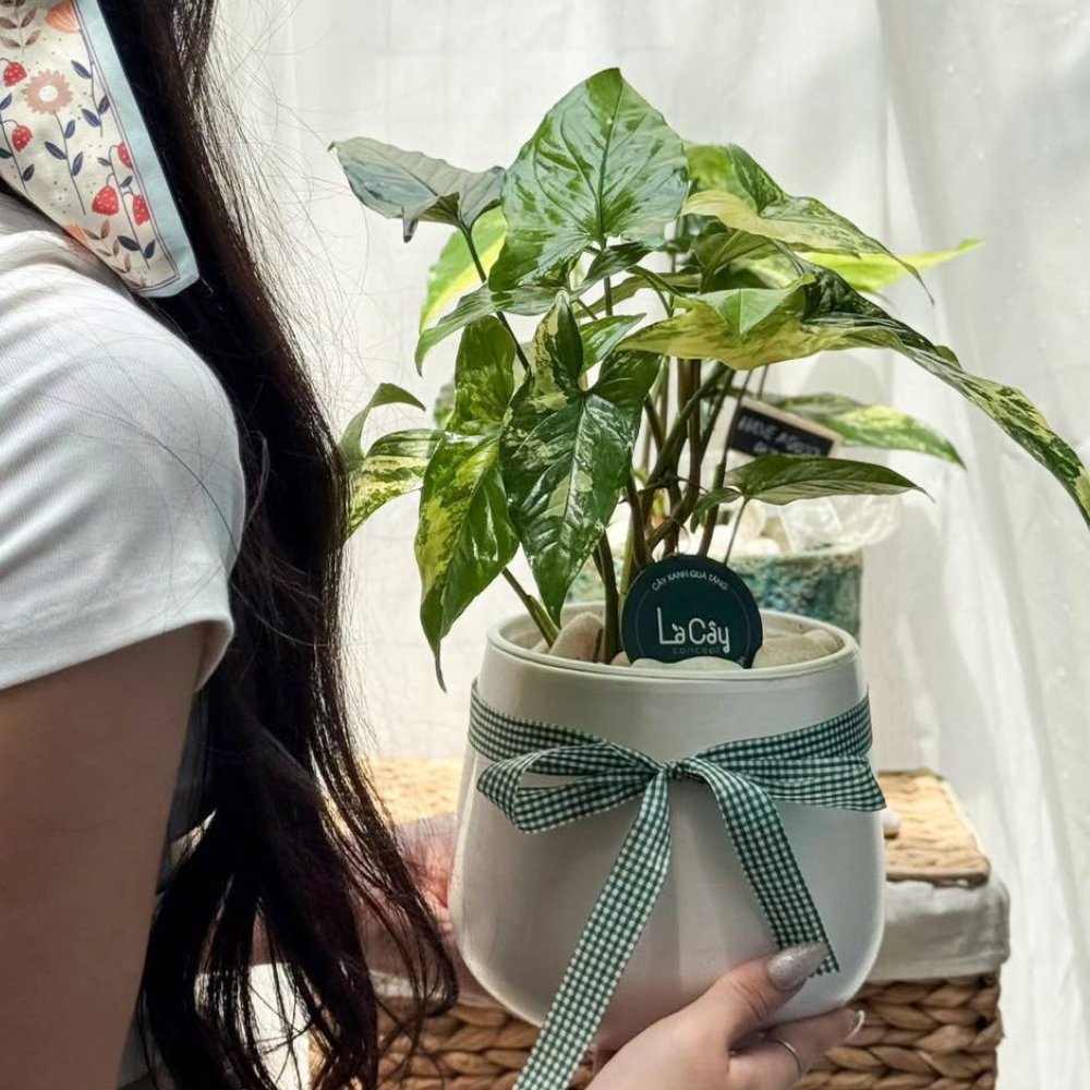 Cây Tróc Bạc Var 2