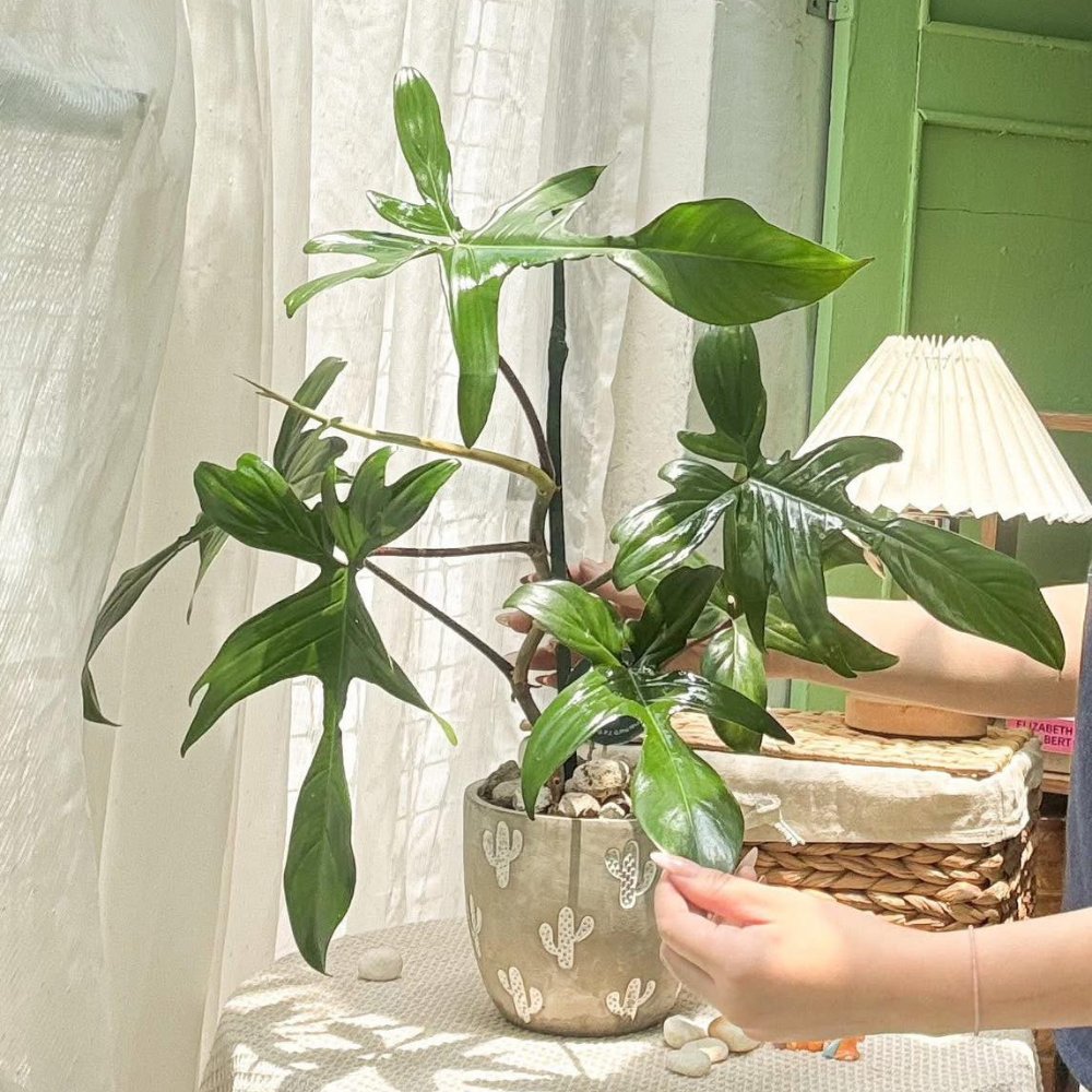 Cây Trầu Bà Cánh Én Xanh