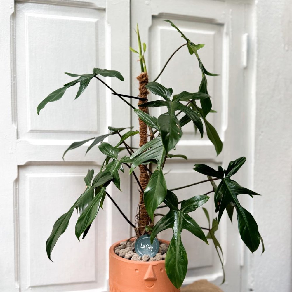 Cây Trầu Bà Cánh Én Xanh 3