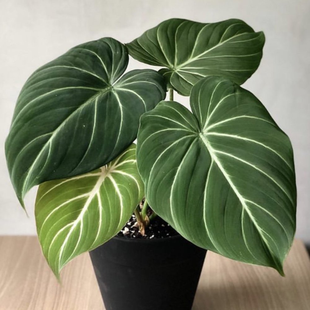 Cây Philodenron Gloriosum