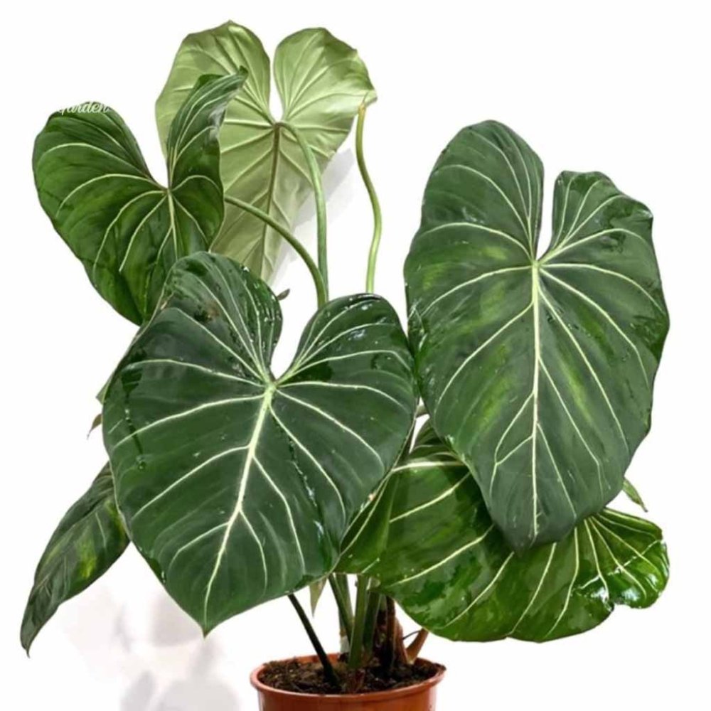 Cây Philodenron Gloriosum 3