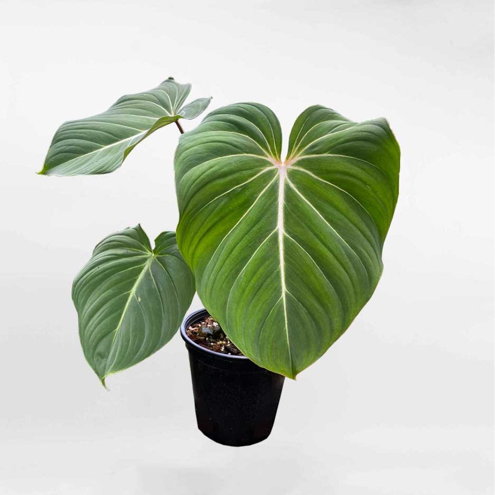 Cây Philodenron Gloriosum 2