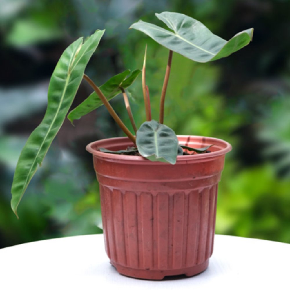 Cây Hạt Cam Mini