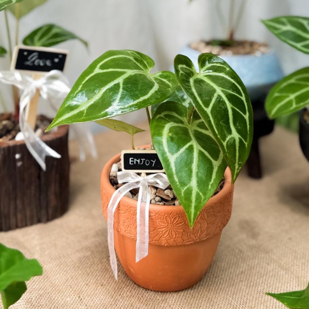 Cây Anthurium Crystallinum