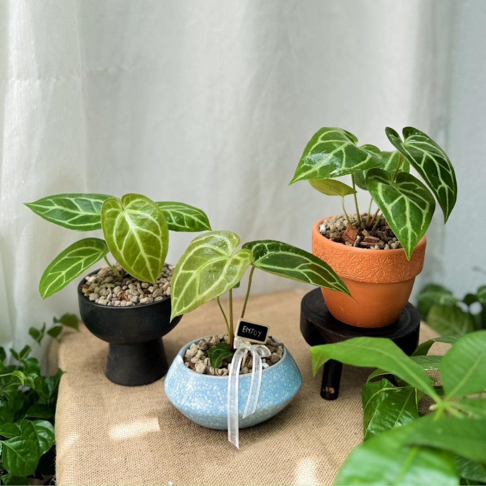 Cây Anthurium Crystallinum 3