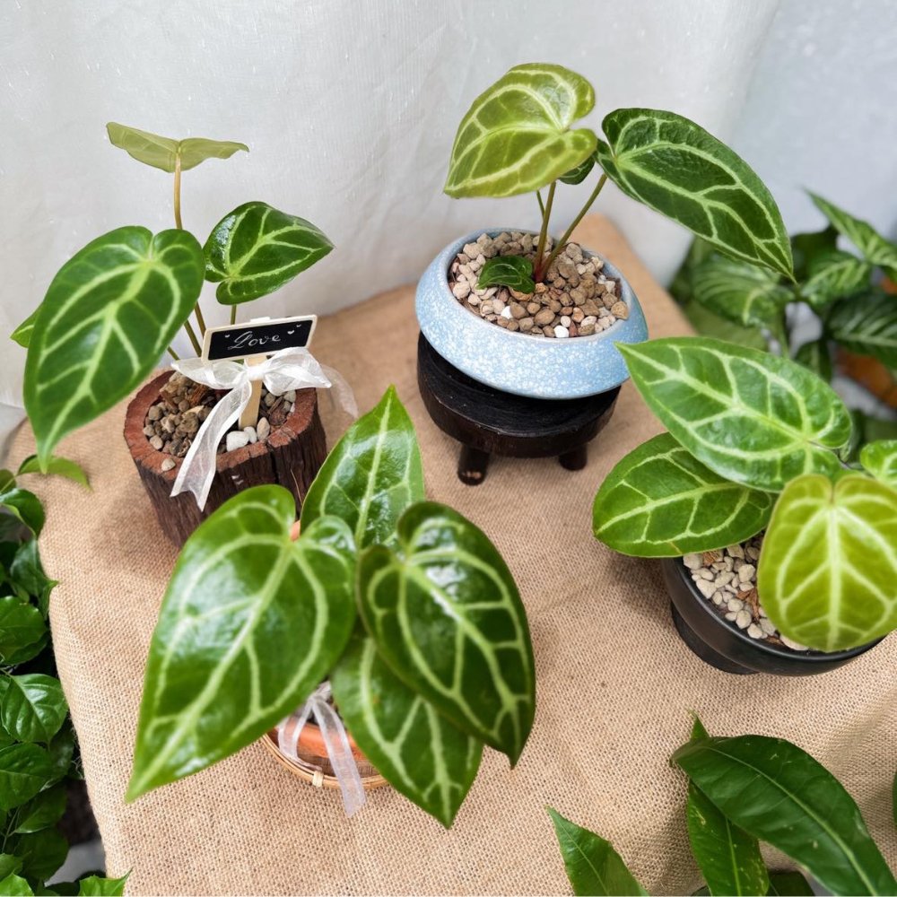 Cây Anthurium Crystallinum 2