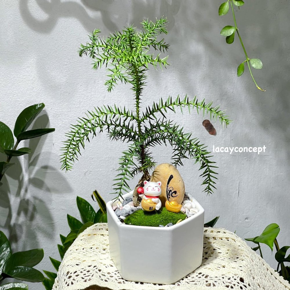 Cây Tùng Xương Cá 2