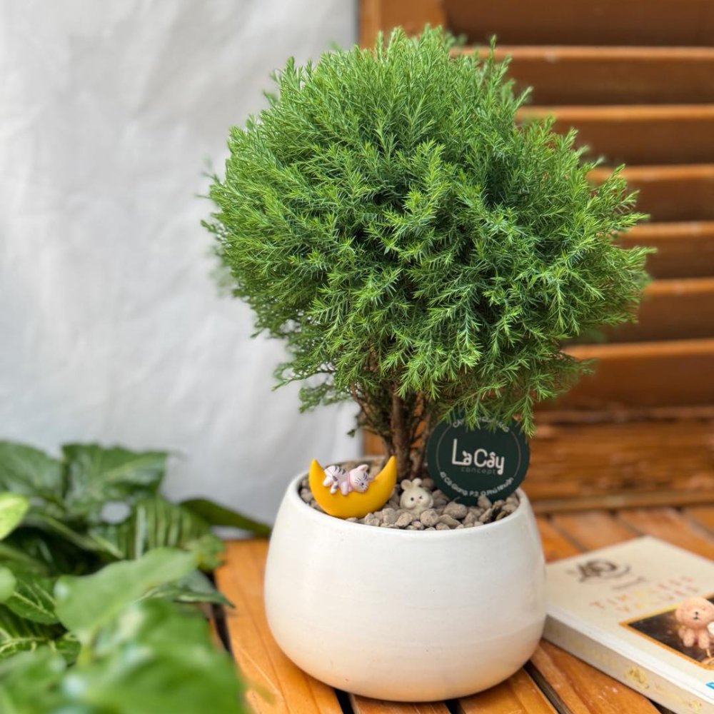 Cây Tùng Bồng Lai