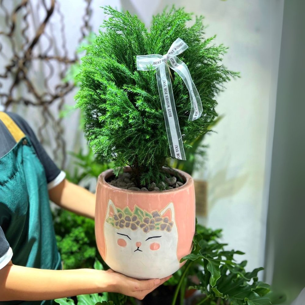 Cây Tùng Bồng Lai 2