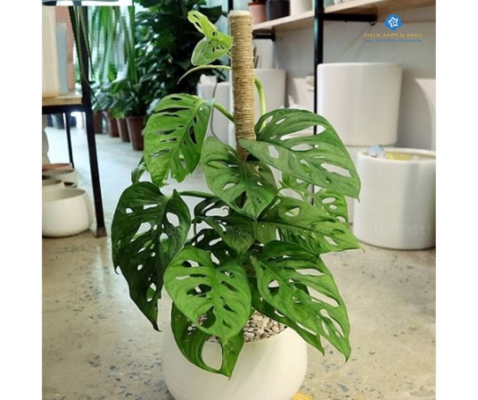 Cây Trầu Bà Lỗ 2