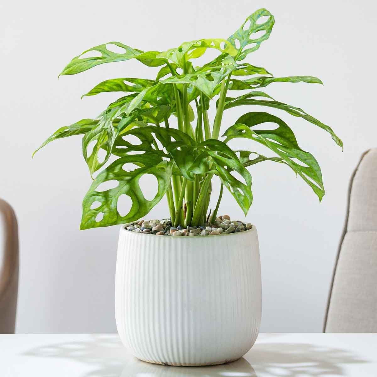 Cây Trầu Bà Lỗ 3