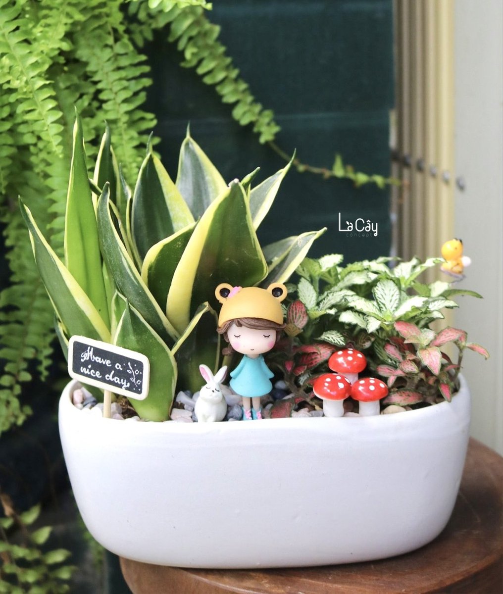 Cây May Mắn Mix 3