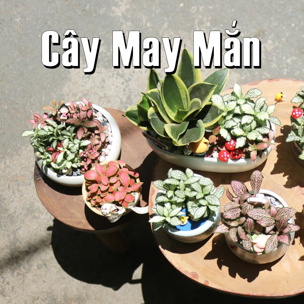 Cây May Mắn Mix