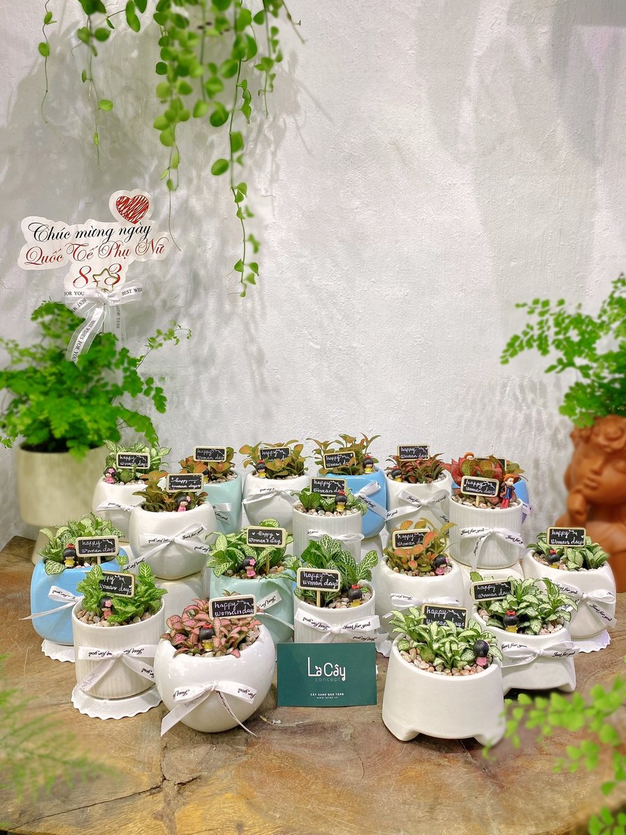 Cây May Mắn Mix 2