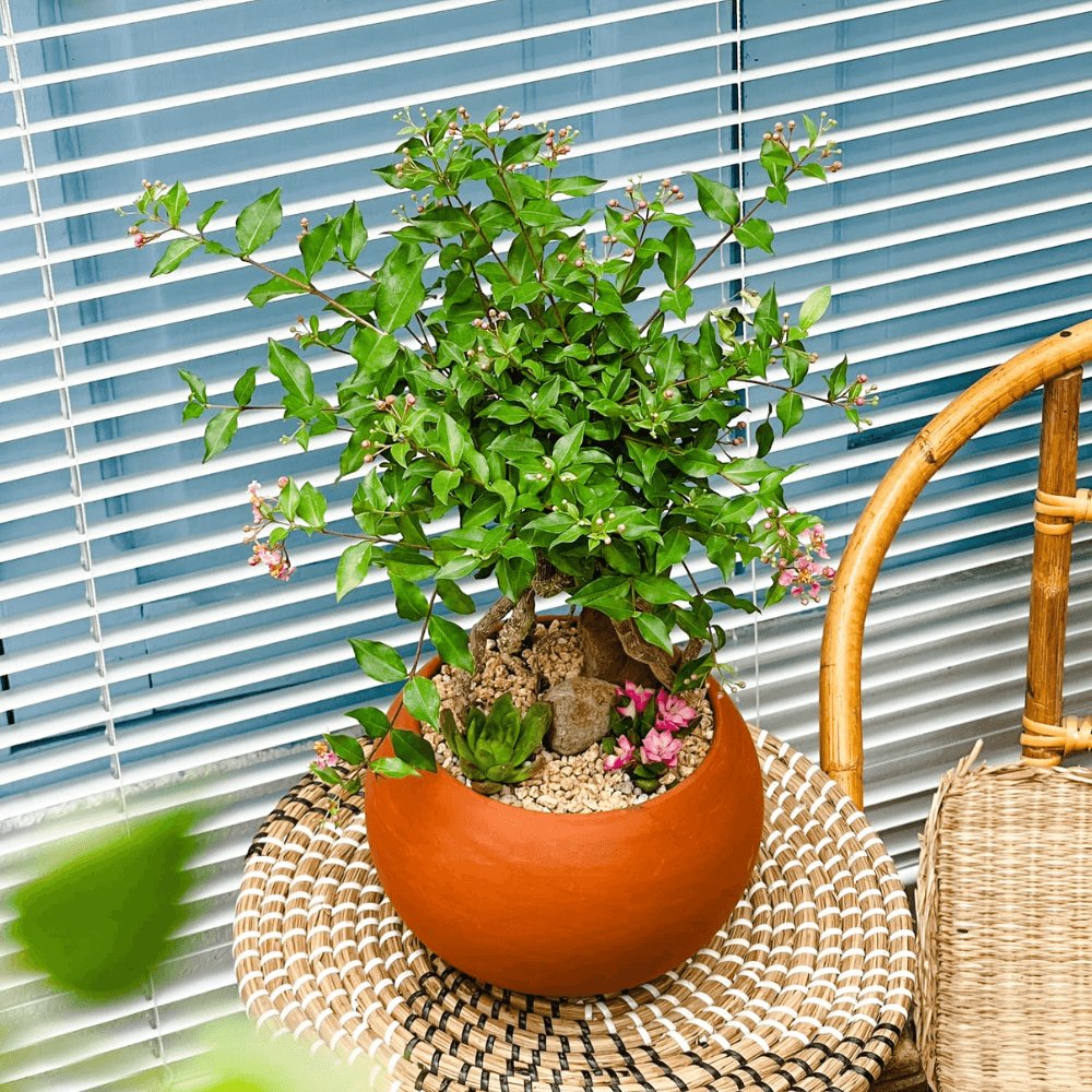 Cây Mai Hồng Ngọc