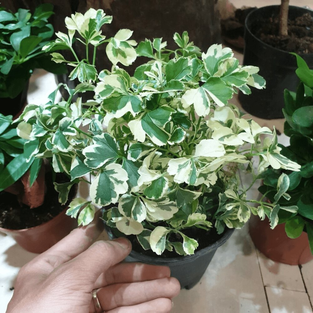 Cây Đinh Lăng Cẩm Thạch 2