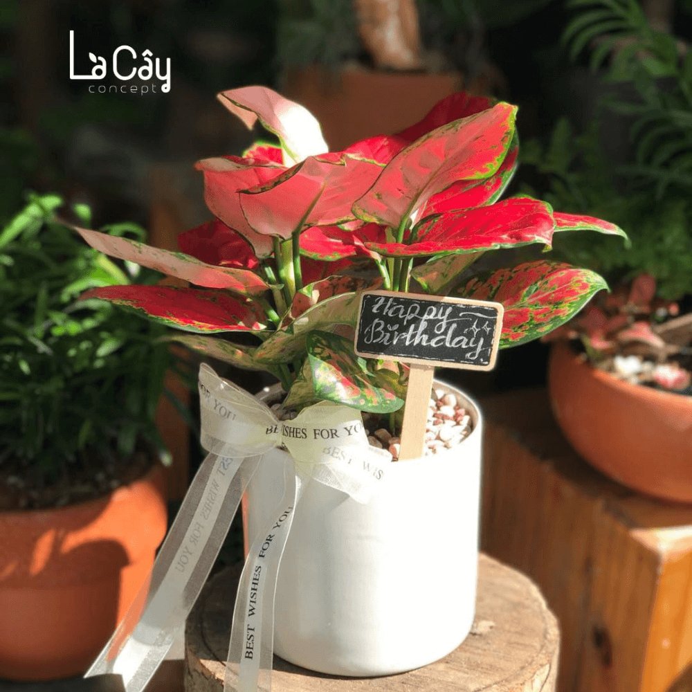 Cây Hồng Phát Lộc (3 Thân) 3