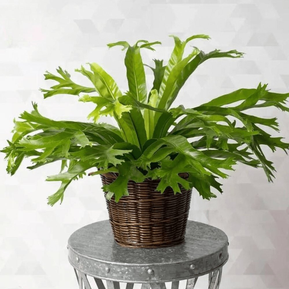 Cây Dương Xỉ Xoăn Đuôi Cá 2